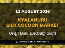 Kyalanuru Silk Cocoon Market – 12 August 2026 Kyalanuru Silk Cocoon Market Rates – 12 August 2026