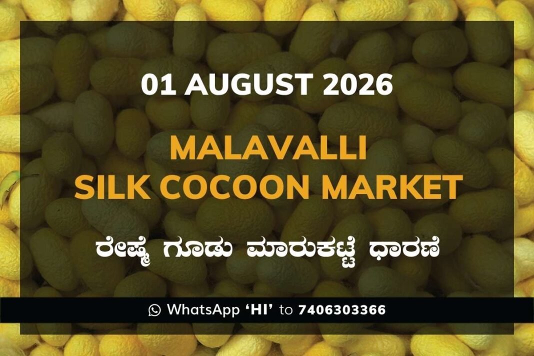 Malavalli Silk Cocoon Market Rates – 01 August 2026