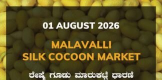 Malavalli Silk Cocoon Market – 01 August 2026 Malavalli Silk Cocoon Market Rates – 01 August 2026