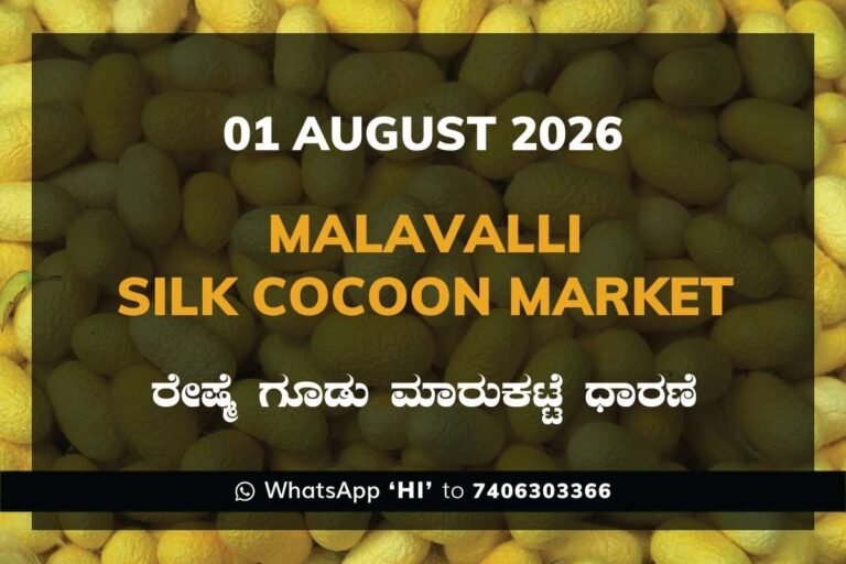 Malavalli Silk Cocoon Market Rates – 01 August 2026