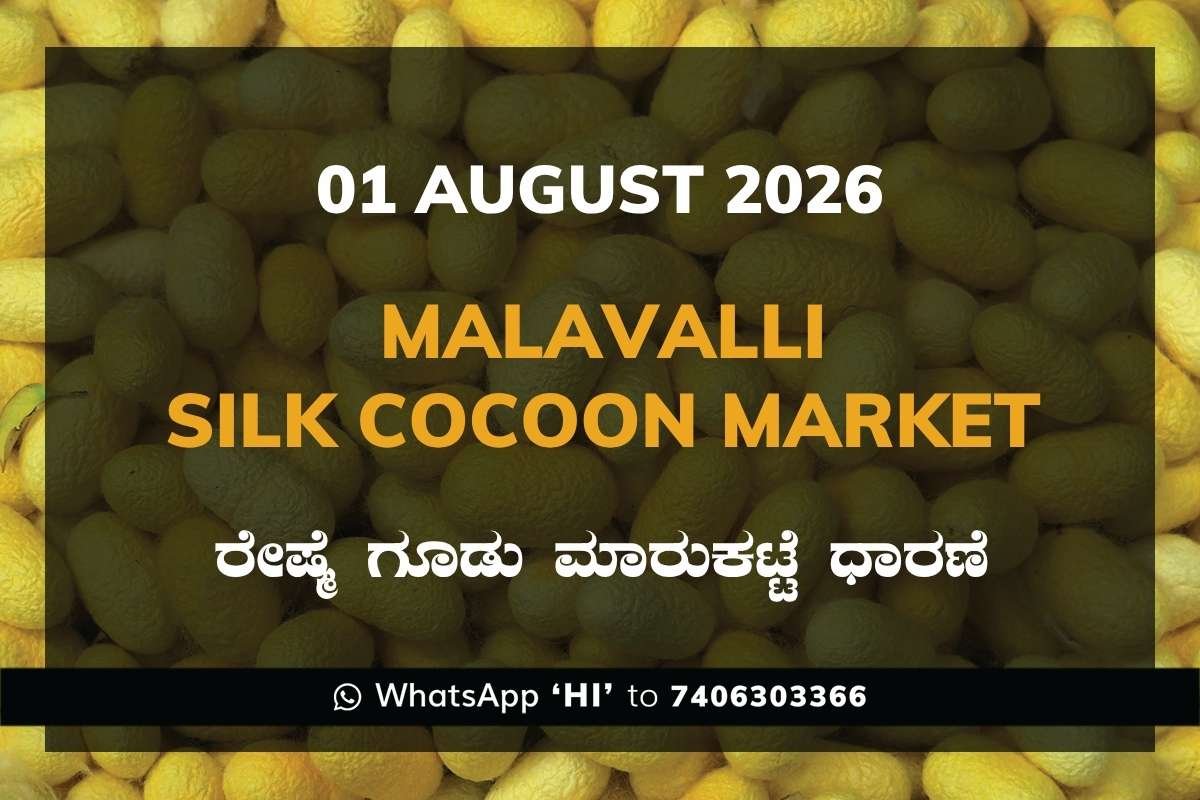 Malavalli Silk Cocoon Market Rates – 01 August 2026