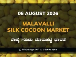 Malavalli Silk Cocoon Market Rates – 06 August 2026