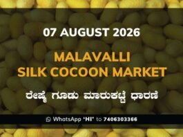Malavalli Silk Cocoon Market Rates – 07 August 2026