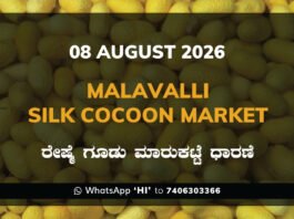 Malavalli Silk Cocoon Market Rates – 08 August 2026