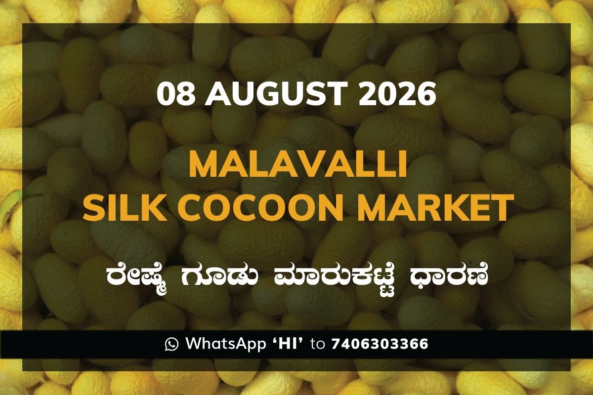 malavalli-silk-cocoon-market-08-august-2026 Malavalli Silk Cocoon Market Rates – 08 August 2026