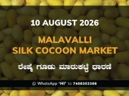 Malavalli Silk Cocoon Market Rates – 10 August 2026