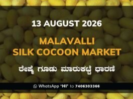 Malavalli Silk Cocoon Market Rates – 13 August 2026