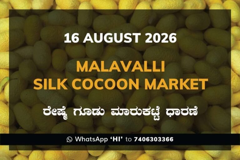 Malavalli Silk Cocoon Market Rates – 16 August 2026