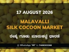 Malavalli Silk Cocoon Market Rates – 17 August 2026
