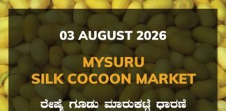 Mysuru Silk Cocoon Market – 03 August 2026 Mysuru Silk Cocoon Market Rates – 03 August 2026