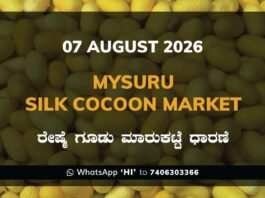 Mysuru Silk Cocoon Market Rates – 07 August 2026