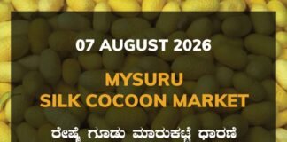 Mysuru Silk Cocoon Market – 07 August 2026 Mysuru Silk Cocoon Market Rates – 07 August 2026