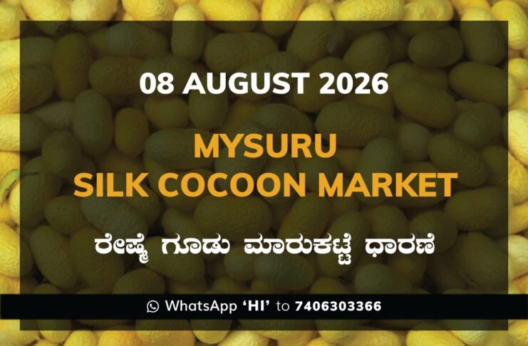 Mysuru Silk Cocoon Market Rates – 08 August 2026