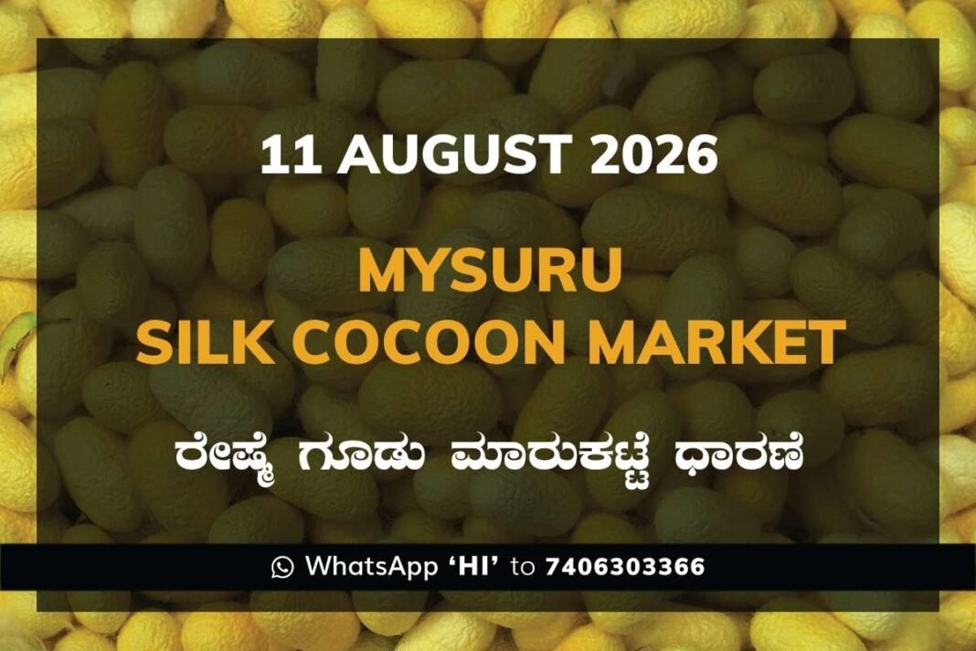 Mysuru Silk Cocoon Market Rates – 11 August 2026