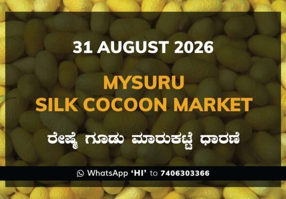 Mysuru Silk Cocoon Market Rates – 31 August 2026