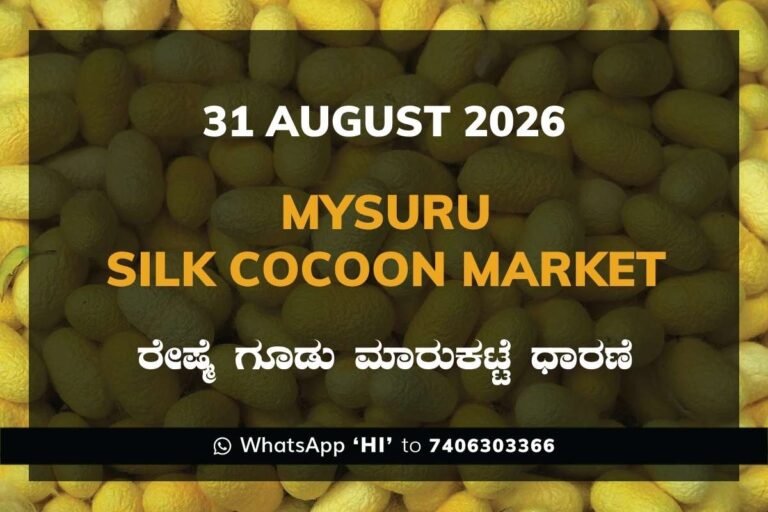 Mysuru Silk Cocoon Market Rates – 31 August 2026