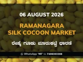 Ramanagara Silk Cocoon Market Rates – 06 August 2026