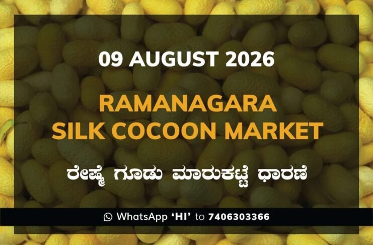 Ramanagara Silk Cocoon Market Rates – 09 August 2026