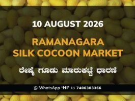Ramanagara Silk Cocoon Market Rates – 10 August 2026