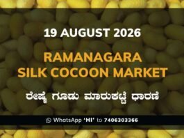 Ramanagara Silk Cocoon Market Rates – 19 August 2026