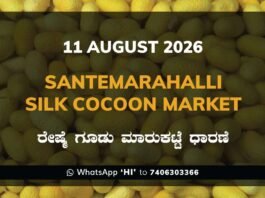 Santemarahalli Silk Cocoon Market Rates – 11 August 2026