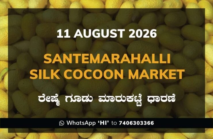Santemarahalli Silk Cocoon Market Rates – 11 August 2026