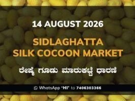 Sidlaghatta Silk Cocoon Market – 14 August 2026 Sidlaghatta Silk Cocoon Market Rates – 14 August 2026