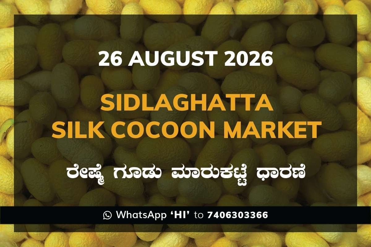 Sidlaghatta Silk Cocoon Market Rates – 26 August 2026