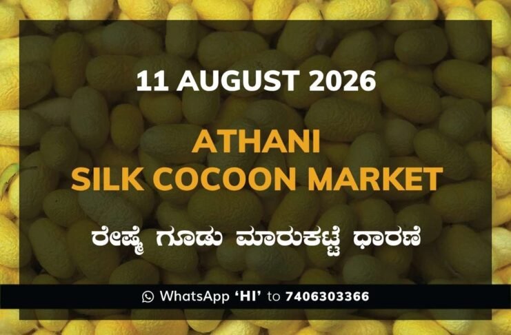 Srinivaspur Silk Cocoon Market Rates – 11 August 2026