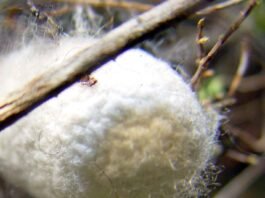 Silk Cocoons - Tamil Nadu Cocoon Market