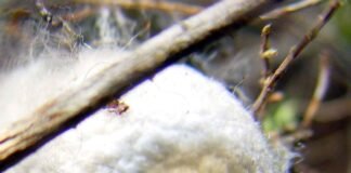 Tamil Nadu Cocoon Market Rates – 14 August 2026 Silk Cocoons - Tamil Nadu Cocoon Market