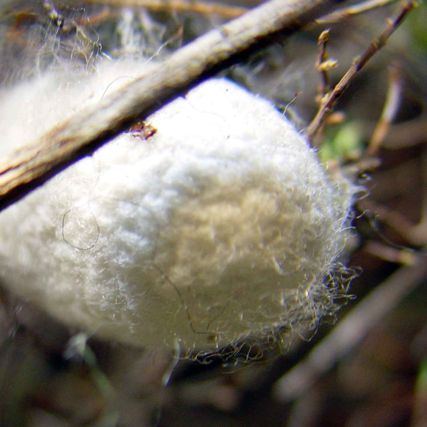 Silk Cocoons - Tamil Nadu Cocoon Market