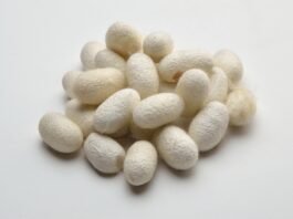 Tamil Nadu Cocoon Market Rates – 13 August 2026 Silk Cocoons - Tamil Nadu Cocoon Market