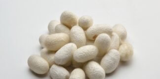 Tamil Nadu Cocoon Market Rates – 13 August 2026 Silk Cocoons - Tamil Nadu Cocoon Market