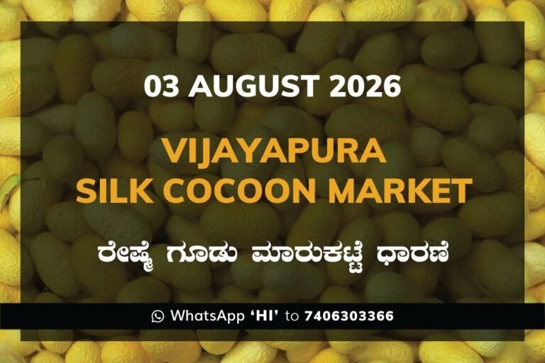 Vijayapura Silk Cocoon Market Rates – 03 August 2026