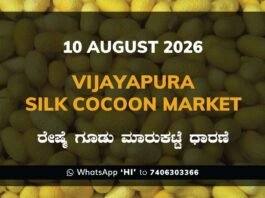 Vijayapura Silk Cocoon Market Rates – 10 August 2026