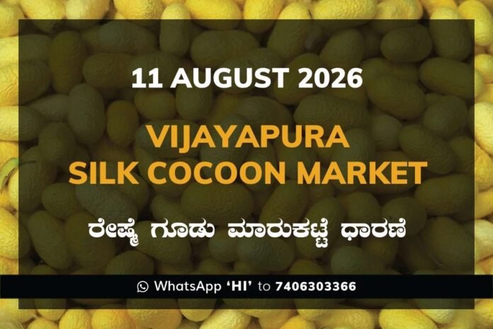 Vijayapura Silk Cocoon Market Rates – 11 August 2026