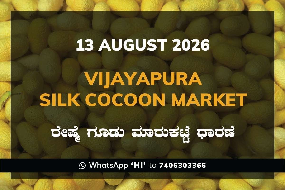 Vijayapura Silk Cocoon Market Rates – 13 August 2026