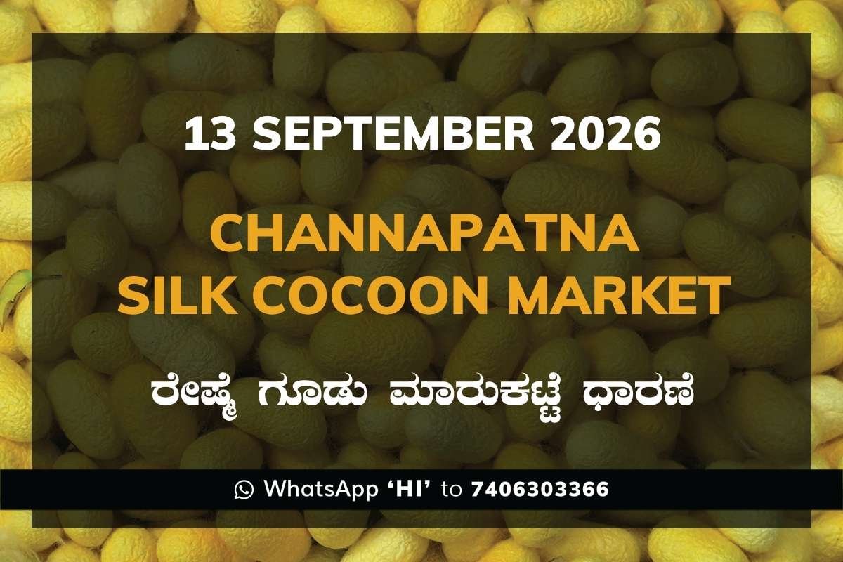 Channapatna Silk Cocoon Market Rates – 13 September 2026