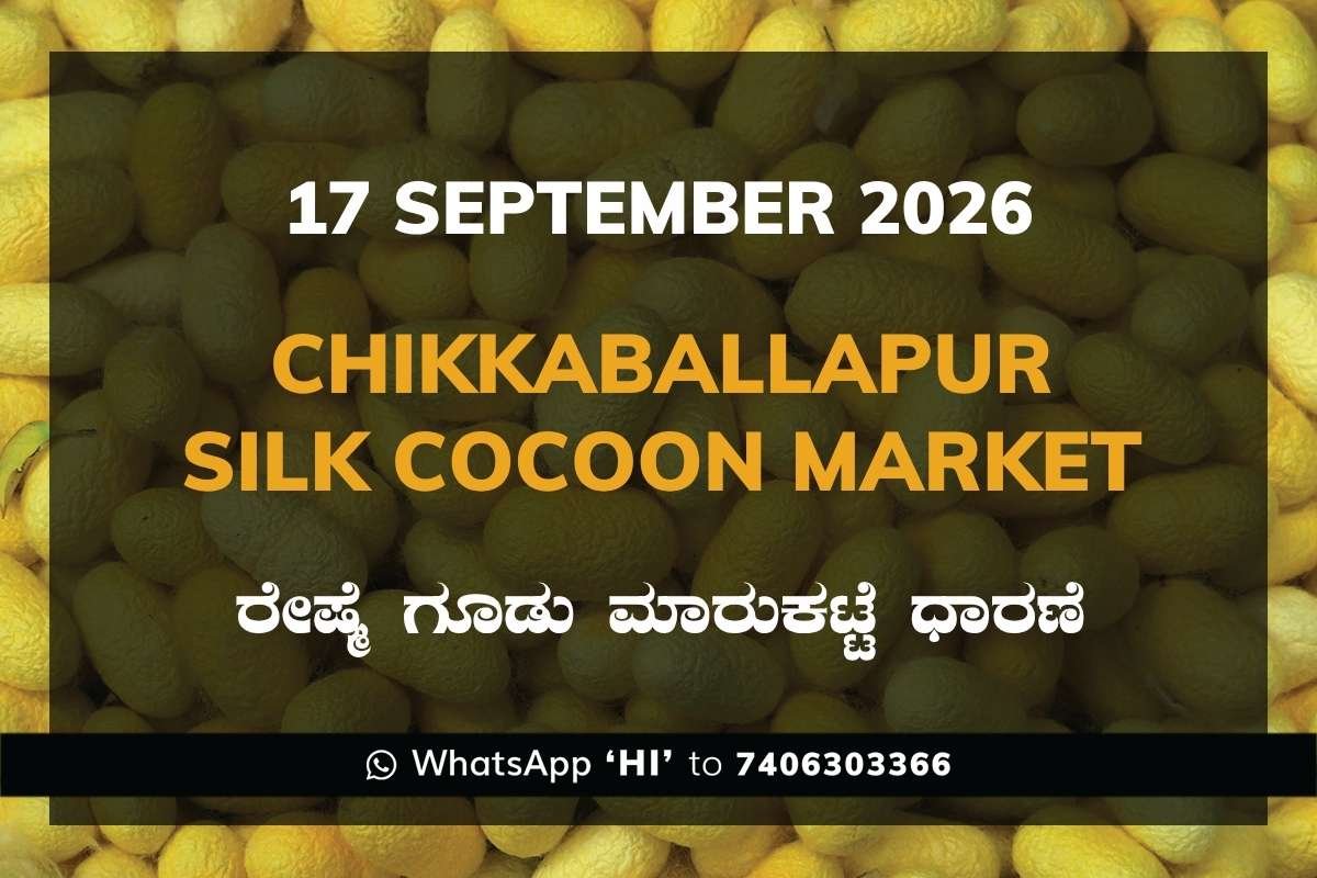 Chikkaballapur Silk Cocoon Market Rates – 17 September 2026