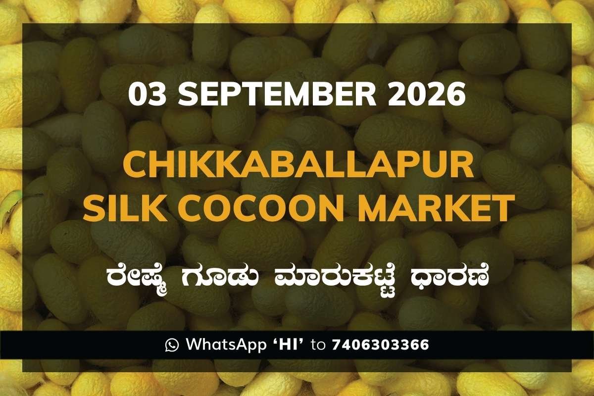 Chikkaballapur Silk Cocoon Market Rates – 3 September 2026