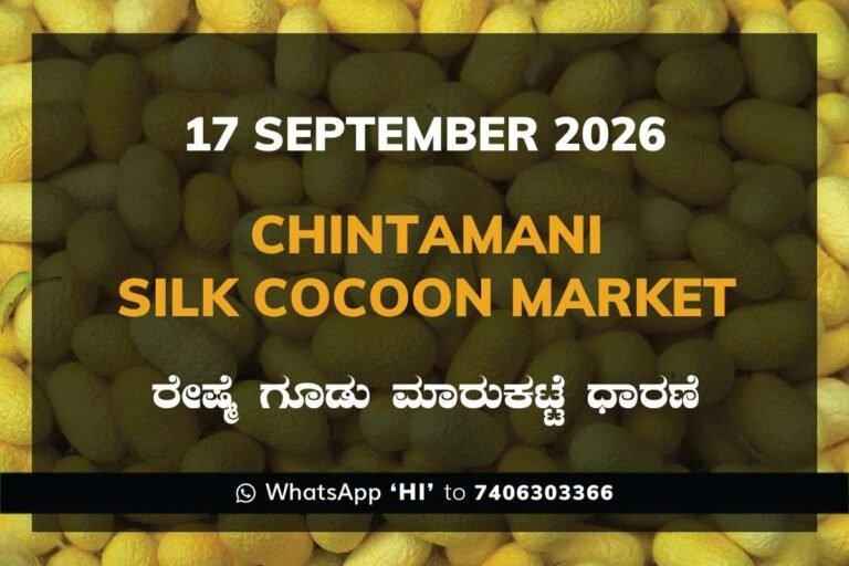 Chintamani Silk Cocoon Market Rates – 17 September 2026
