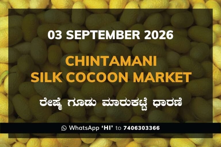 Chintamani Silk Cocoon Market Rates – 3 September 2026