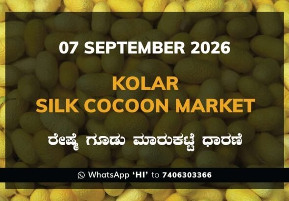 Kolar Silk Cocoon Market Rates – 7 September 2026