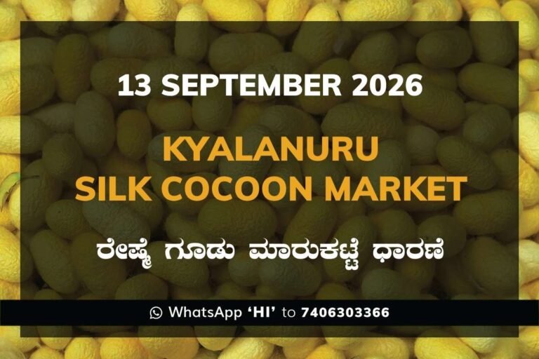 Kyalanuru Silk Cocoon Market Rates – 13 September 2026