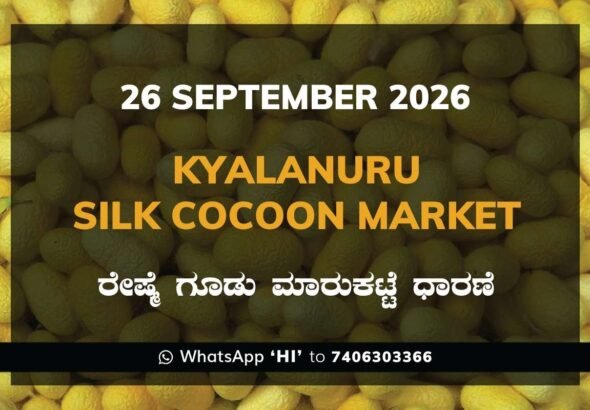 Kyalanuru Silk Cocoon Market Rates – 26 September 2026