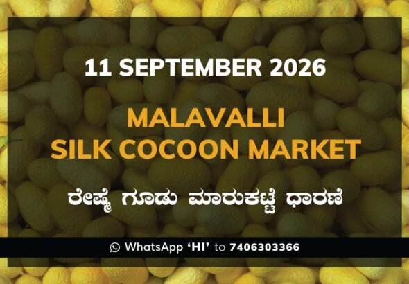 Malavalli Silk Cocoon Market Rates – 11 September 2026