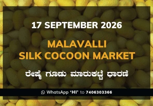 Malavalli Silk Cocoon Market Rates – 17 September 2026