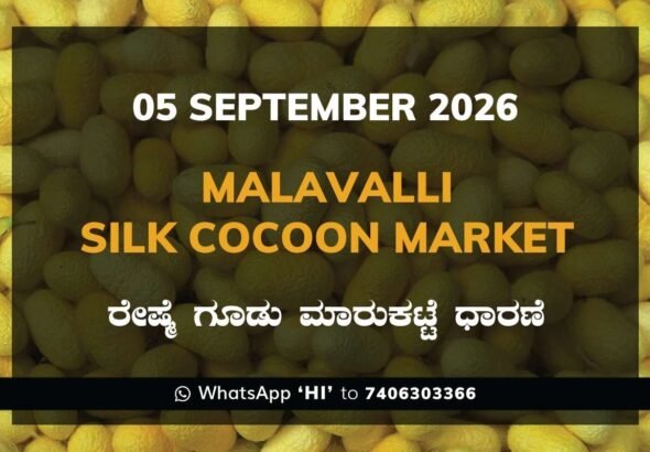 Malavalli Silk Cocoon Market Rates – 5 September 2026