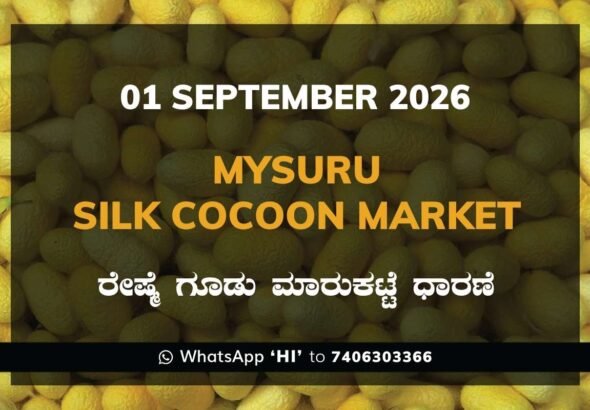 Mysuru Silk Cocoon Market Rates – 1 September 2026